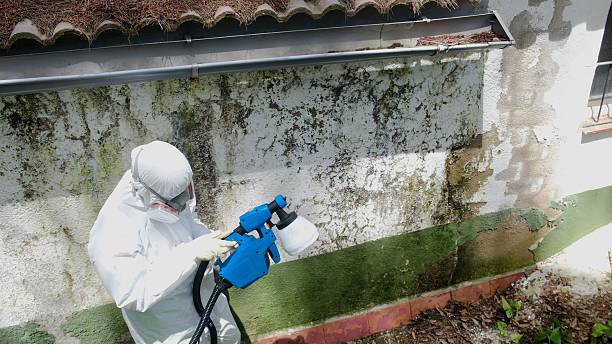 Mold Removal service in Delta